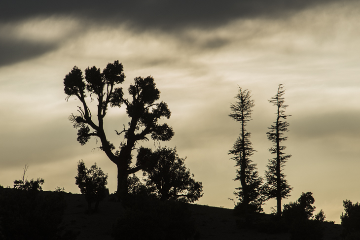 Zedern-Silhouetten im Hohen Atlas (Marokko, 2013)
